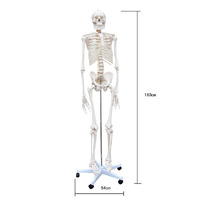 Lifesize Human Skeleton Anatomical Medical Model Full Body 180cm 1.8m 