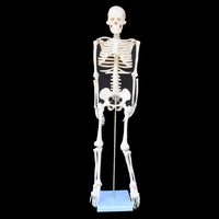 85cm Full Body Lifesize Human Skeleton Anatomical Medical Model